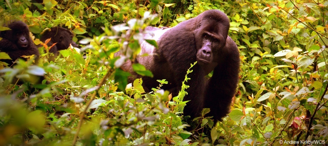 Targeted patrols by park rangers are a lifeline for Grauer’s gorillas in Eastern DR Congo
