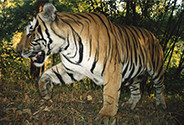 Tiger populations recovering under effective protection