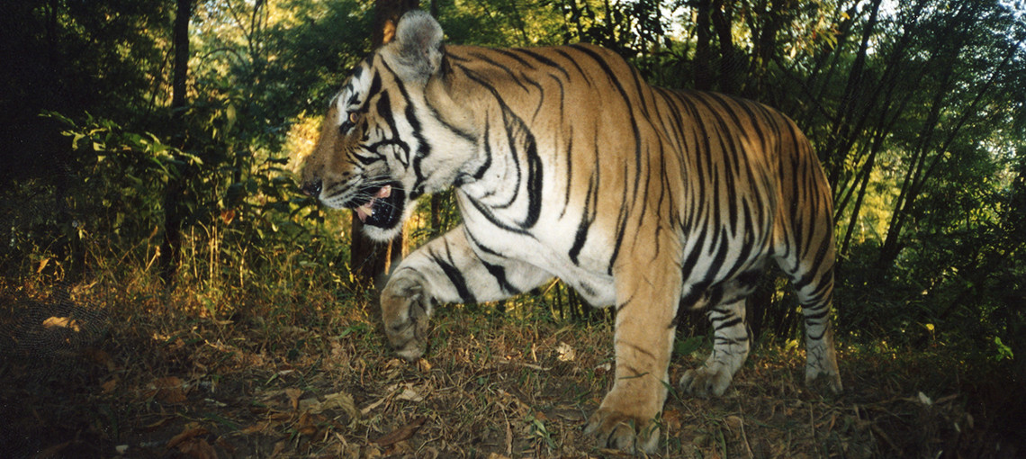 Tiger populations recovering under effective protection