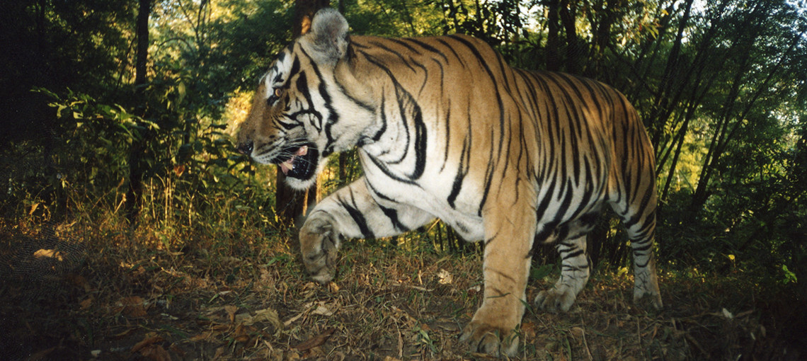 World's second breeding population of Indochinese tigers discovered in  Thailand's forests