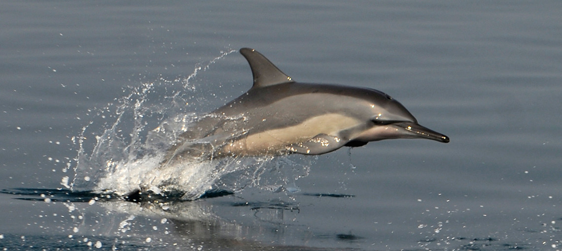 New sanctuaries for dolphins and whales in Bangladesh