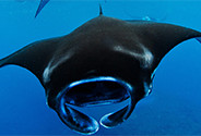 Translating policy into practice for Manta Rays