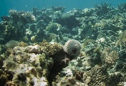 Communities Restore Degraded Reefs
