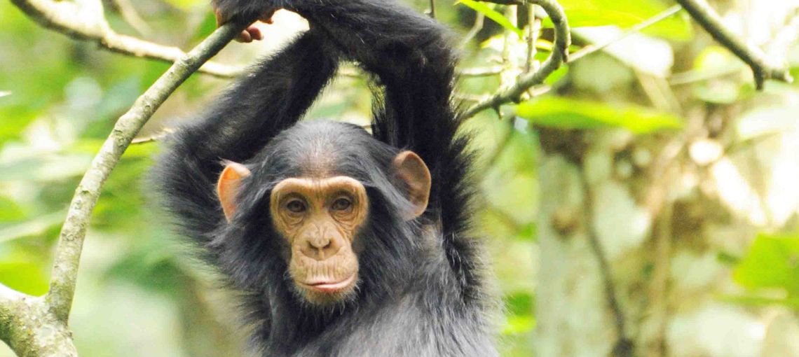 Pressure on chimpanzee habitat declines as farmers’ yields increase 15 fold