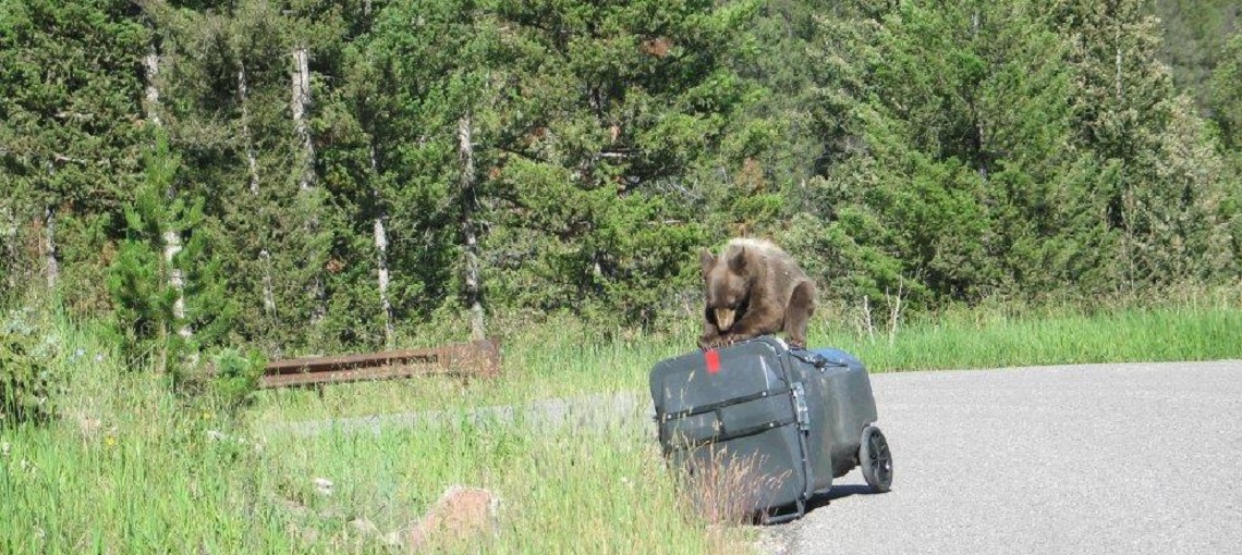 Garbage company pays to protect people and bears in Montana