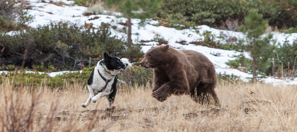Absent for 80 years, bears once more roam the eastern Sierra Nevada Mountains and Great Basin
